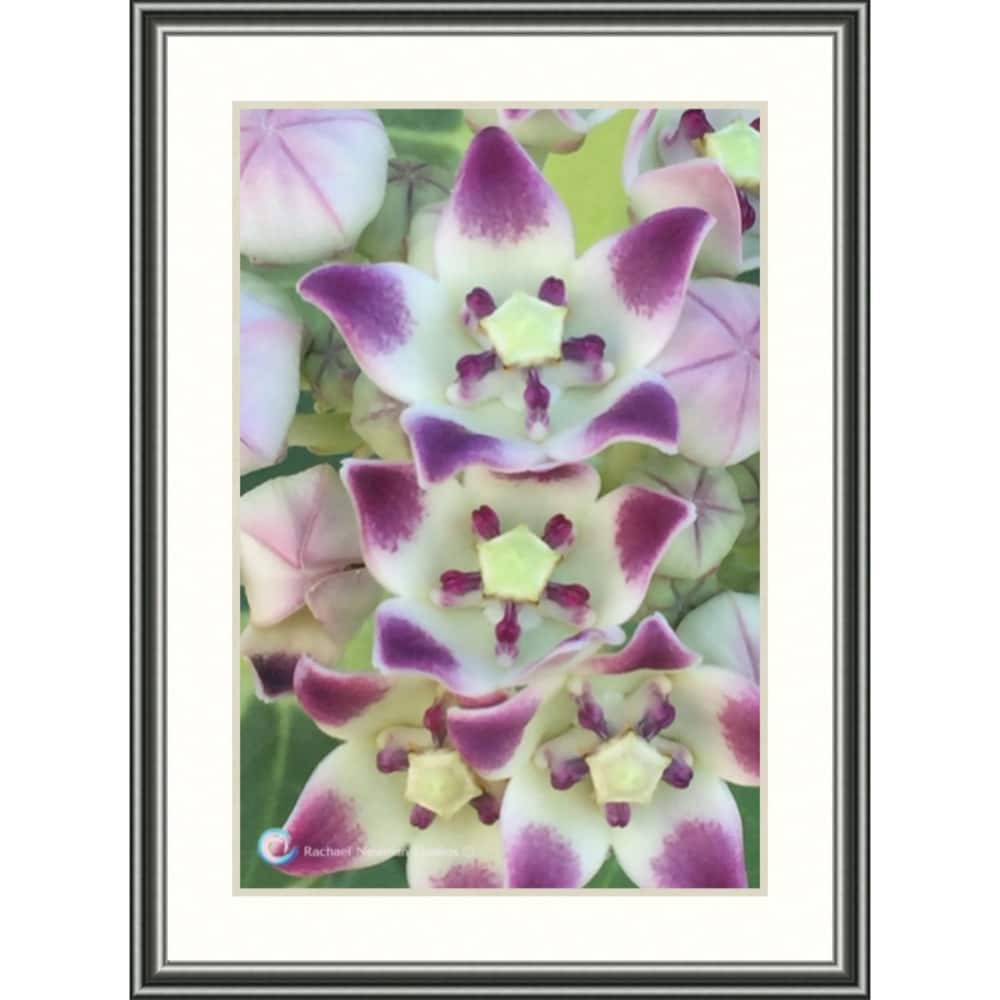 Milkweed Blossoms by Rachael Newman Pewter Frame