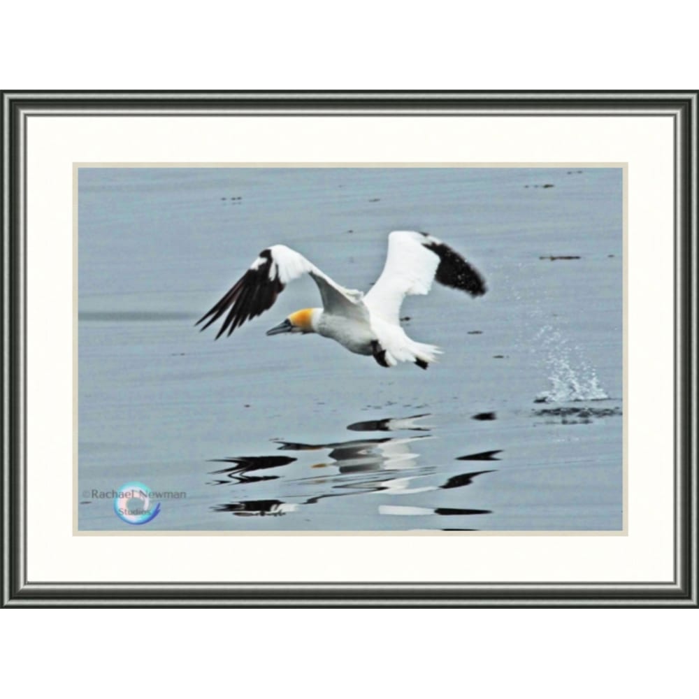 Northern Gannet by Rachael Newman Pewter Frame