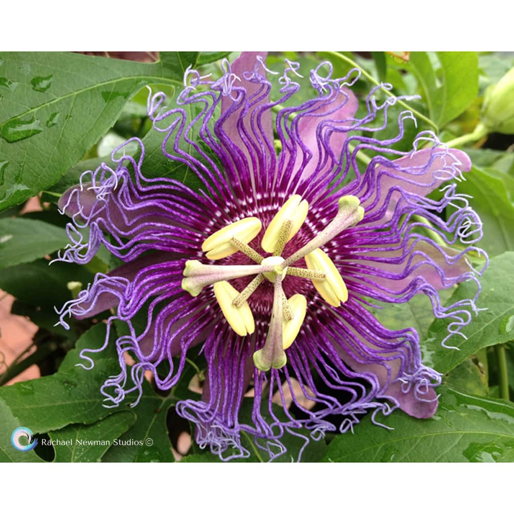Passionflower by Rachael Newman