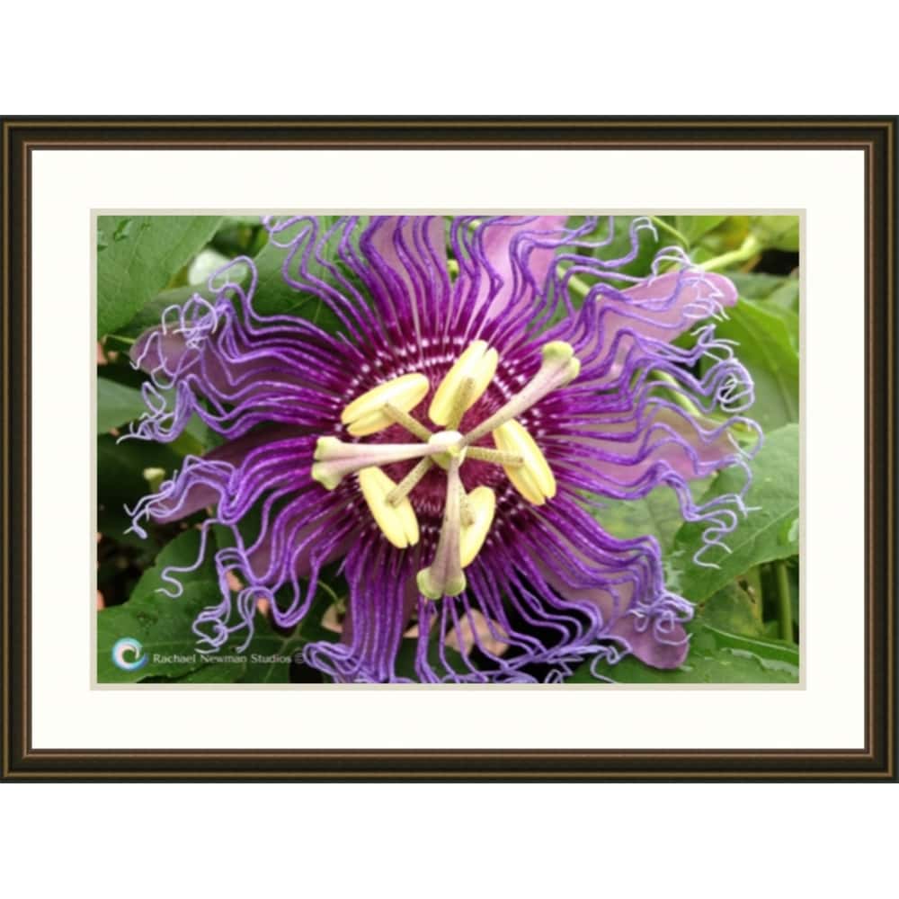 Passionflower by Rachael Newman Copper Frame