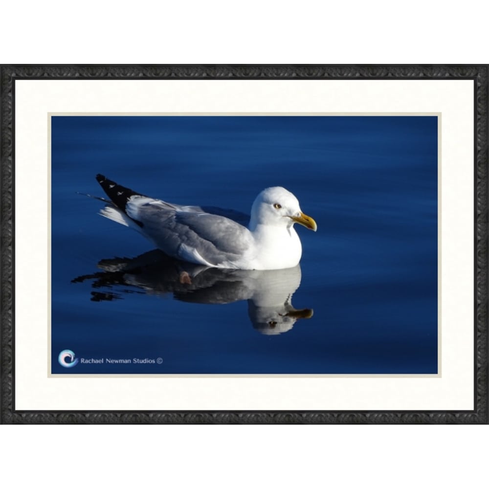 Superior Gull by Rachael Newman Blk Frame