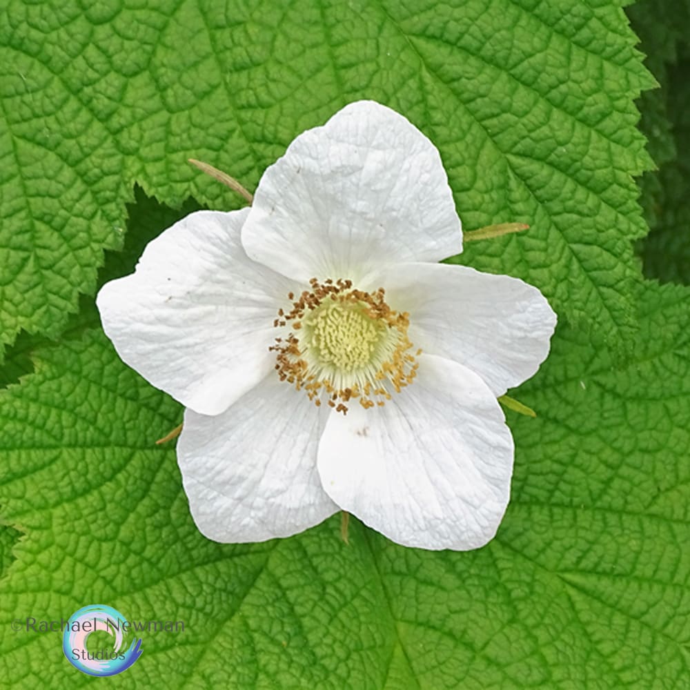 Thimble Berry by Rachael Newman