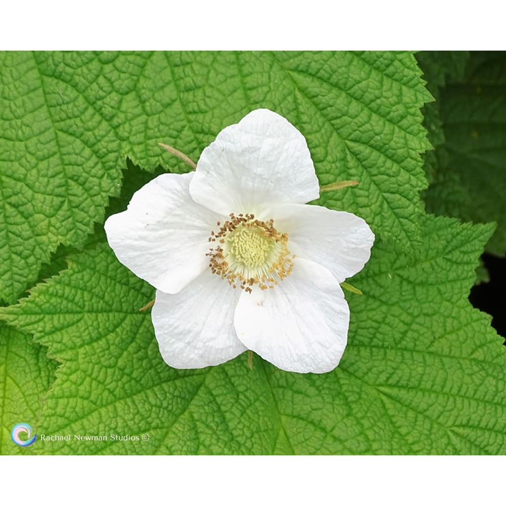 Thimble Berry by Rachael Newman