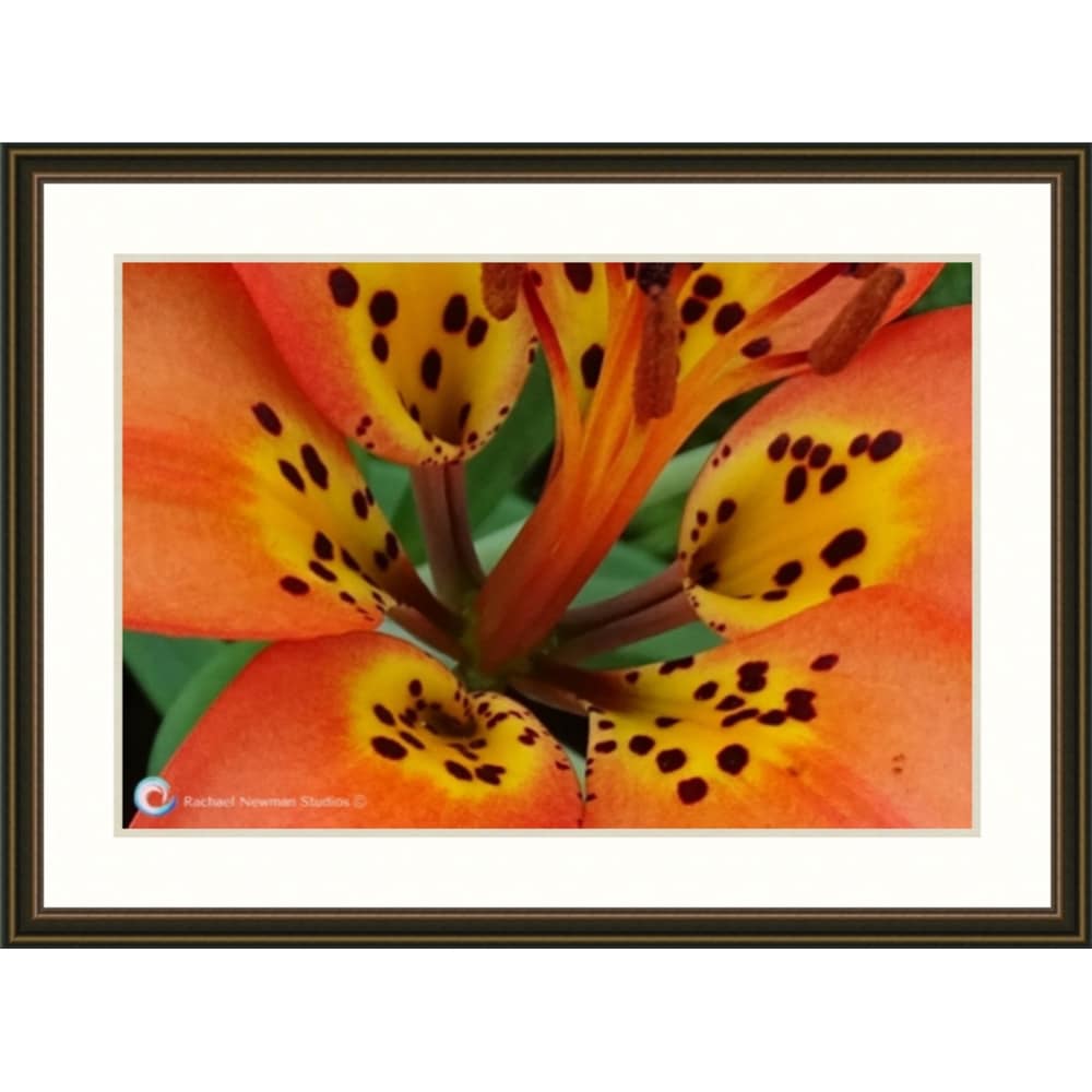 Tigerlily by Rachael Newman Copper Frame