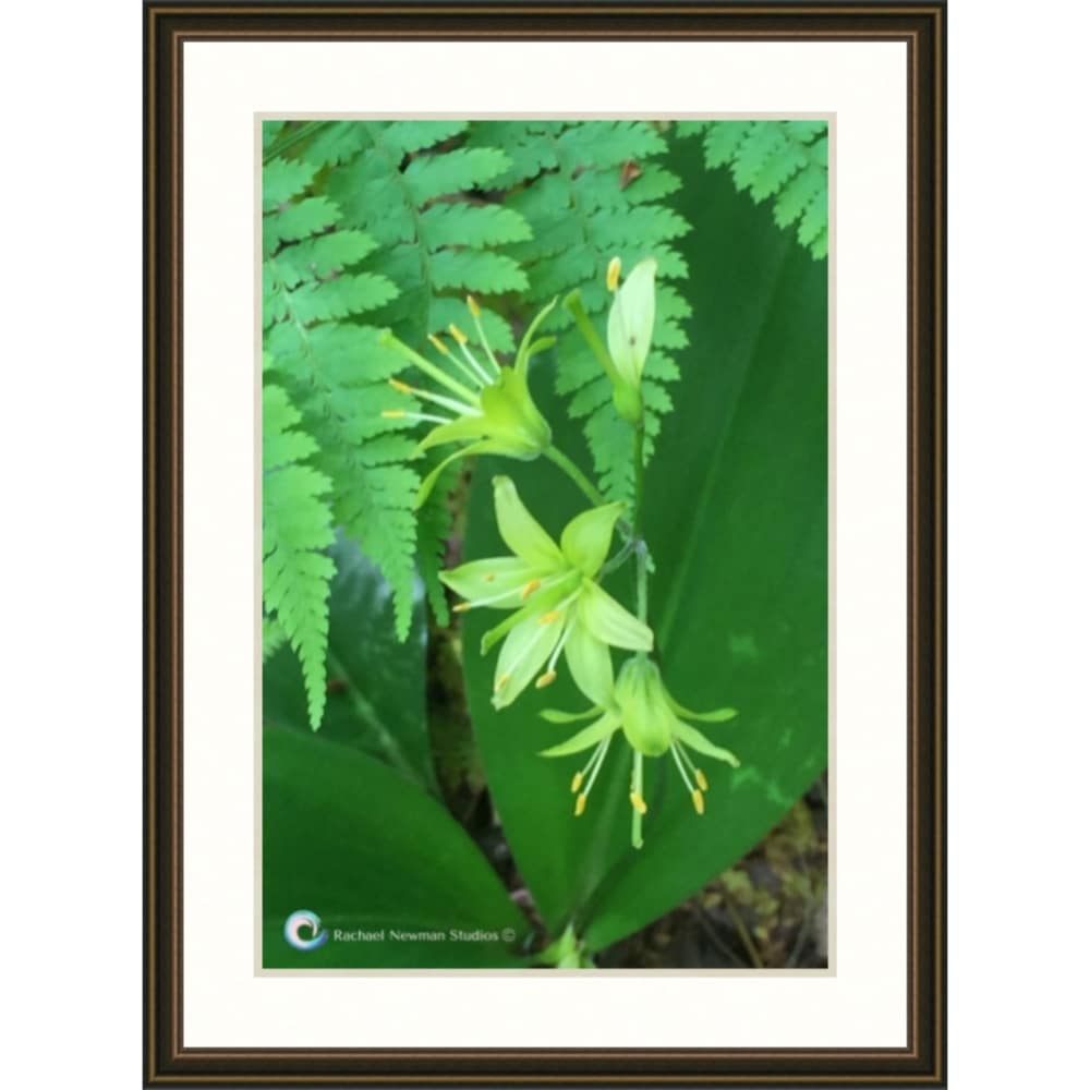 Wild Tea Lily by Rachael Newman Copper Frame